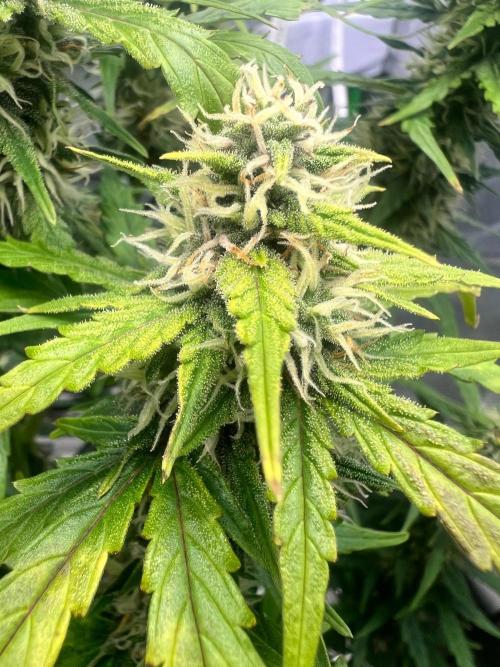 Gorilla zittles fastbuds. Week 9