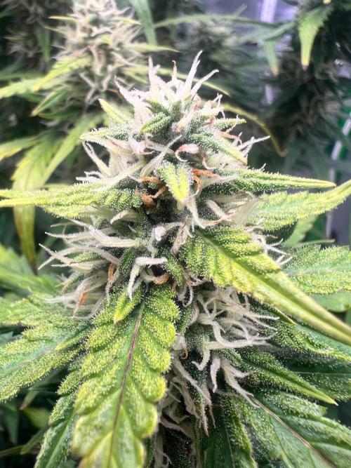 Gorilla zittles fastbuds. Week 9