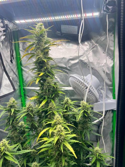 Gorilla zittles fastbuds. Week 9