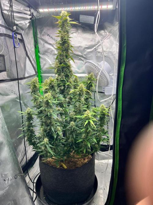 Gorilla zittles fastbuds. Week 9