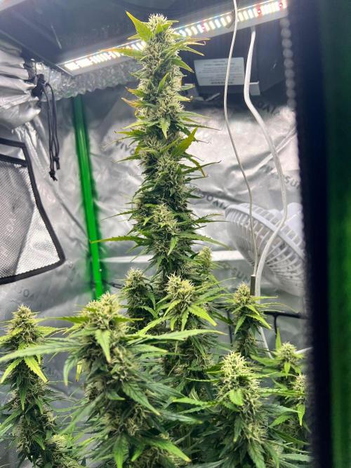 Gorilla zittles fastbuds. Week 9