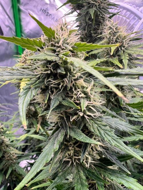 Gorilla zittles fastbuds. Week 9