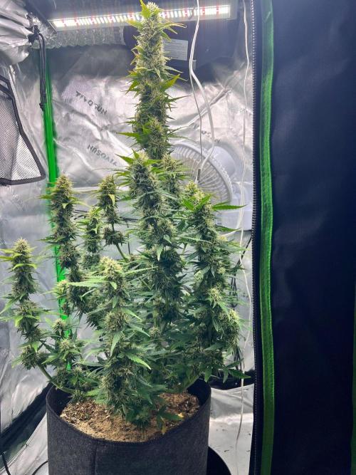 Gorilla zittles fastbuds. Week 9