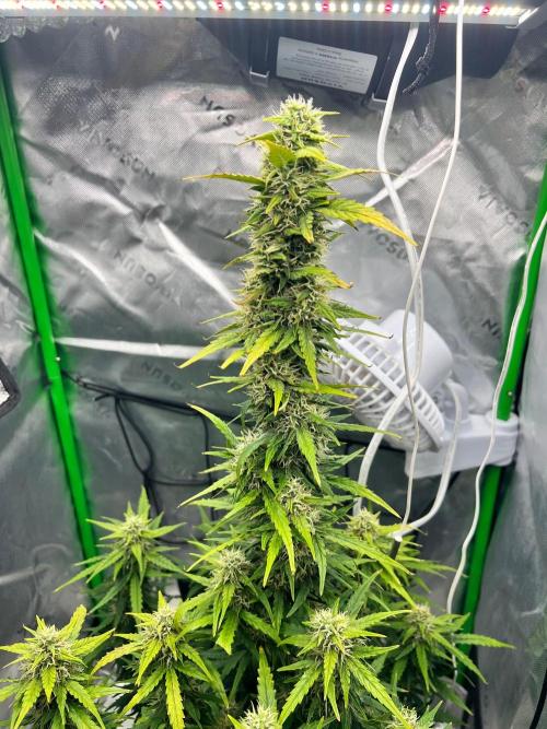 Gorilla zittles fastbuds. Week 9