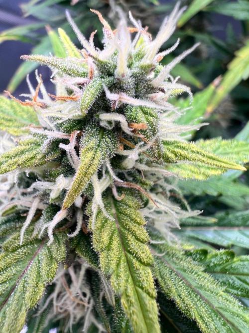 Gorilla zittles fastbuds. Week 9