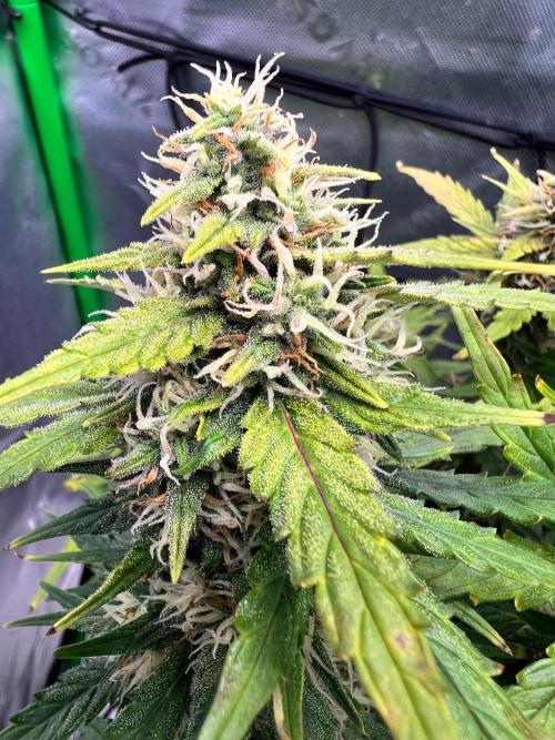 Gorilla zittles fastbuds. Week 9