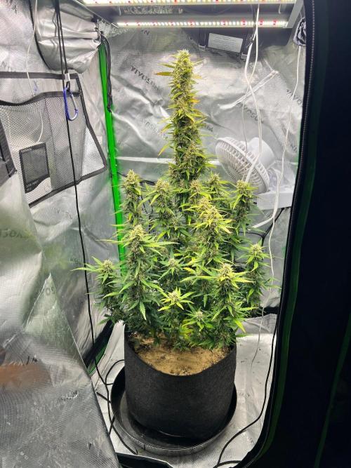 Gorilla zittles fastbuds. Week 9
