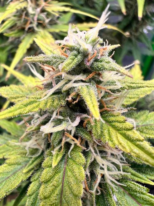 Gorilla Z Auto. Week 9
