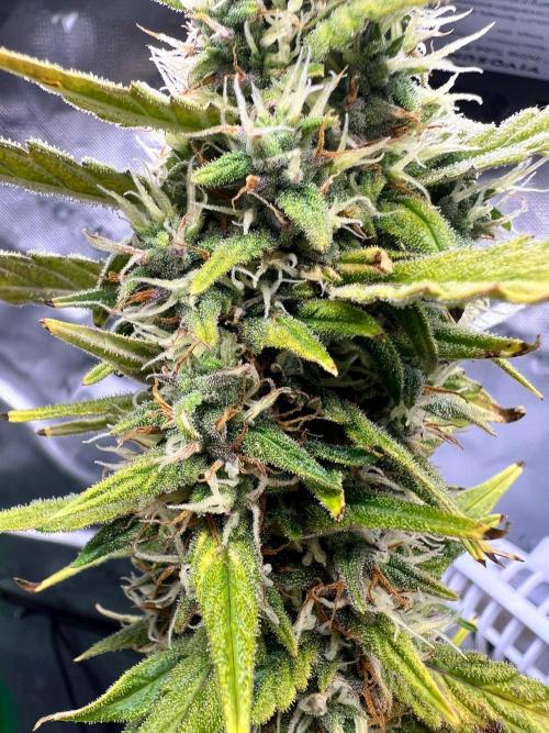 Gorilla zittles fastbuds. Week 9