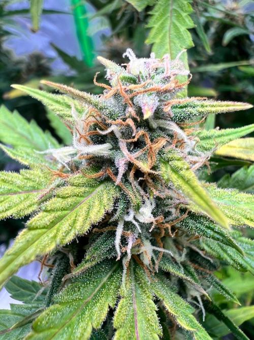 Gorilla zittles fastbuds. Week 10
