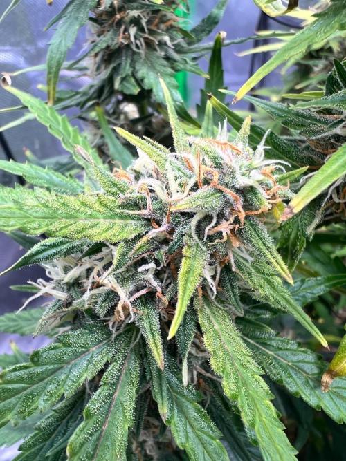 Gorilla zittles fastbuds. Week 10