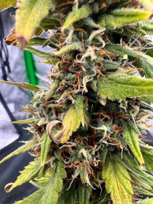 Gorilla Z Auto. Week 10