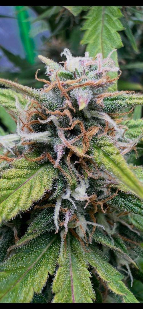 Gorilla zittles fastbuds. Week 10