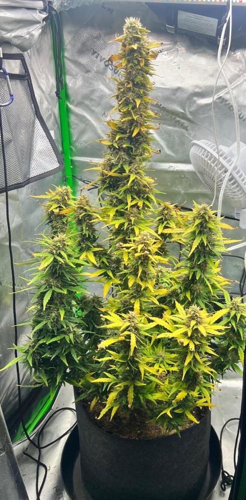 Gorilla zittles fastbuds. Week 10