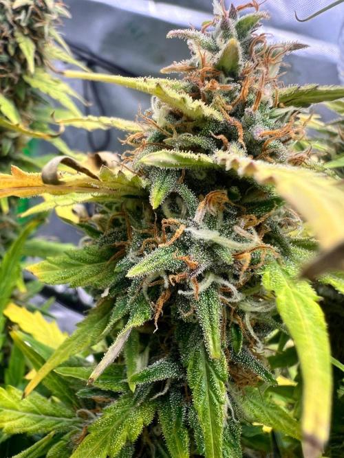 Gorilla zittles fastbuds. Week 10