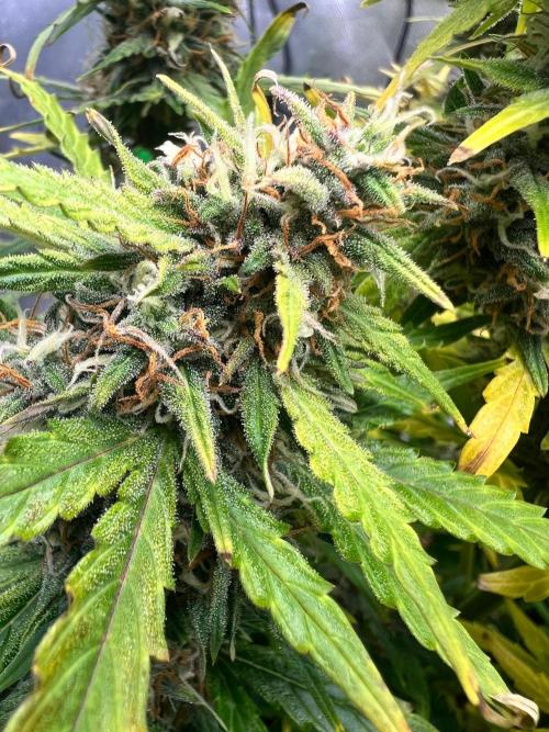 Gorilla zittles fastbuds. Week 10