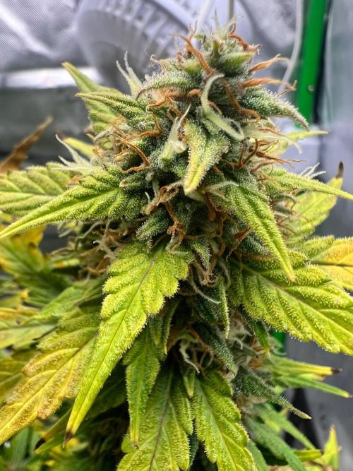 Gorilla zittles fastbuds. Week 10