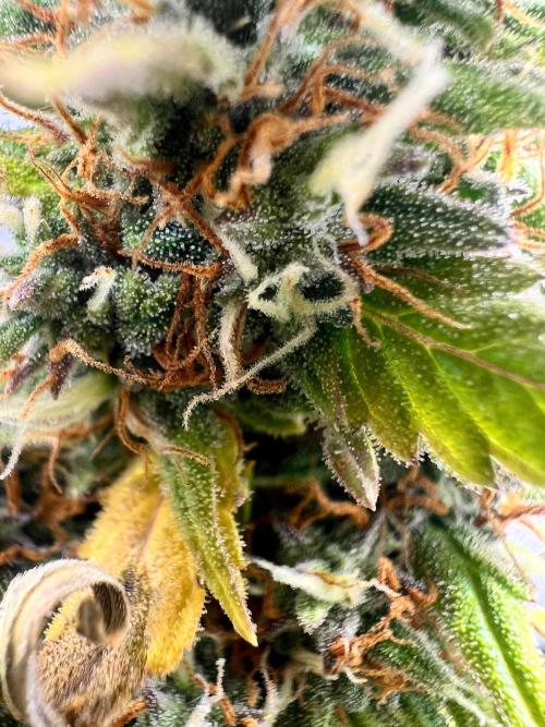 Gorilla zittles fastbuds. Week 10