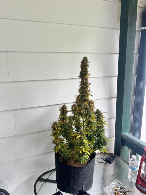 Gorilla zittles fastbuds. Week 11