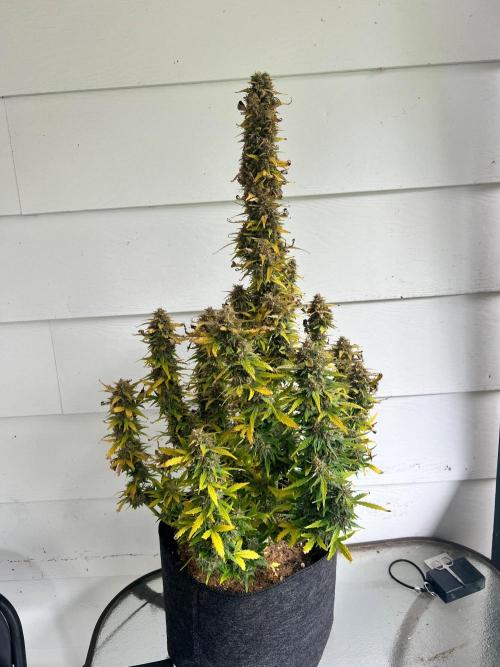 Gorilla zittles fastbuds. Week 11