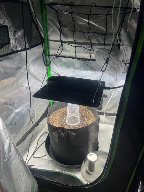Gorilla Z Auto. Week 0