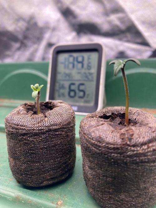 SadBoyFarms Grow Diary #1. Week 1 - Little cold with lights on and this was right before I put them in the 4in pots.