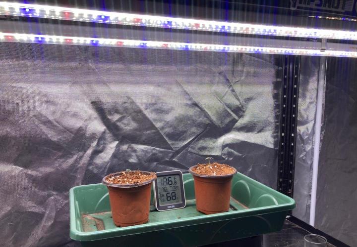 SadBoyFarms Grow Diary #1. Week 1 - Lowered lights to about 4 inches above the tops.