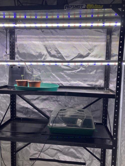 SadBoyFarms Grow Diary #1. Week 2