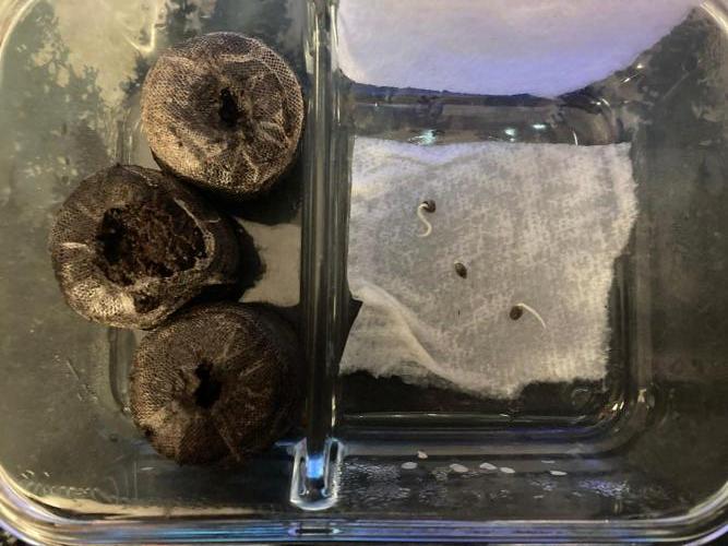 SadBoyFarms Grow Diary #1. Week 0 - here is the blood orange getting transplanted.
