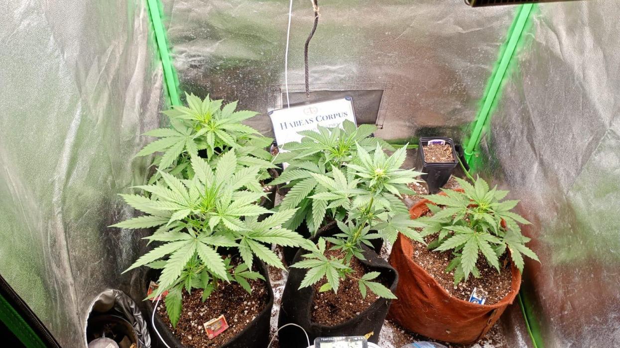 AUtomaticas medicinais. Week 6