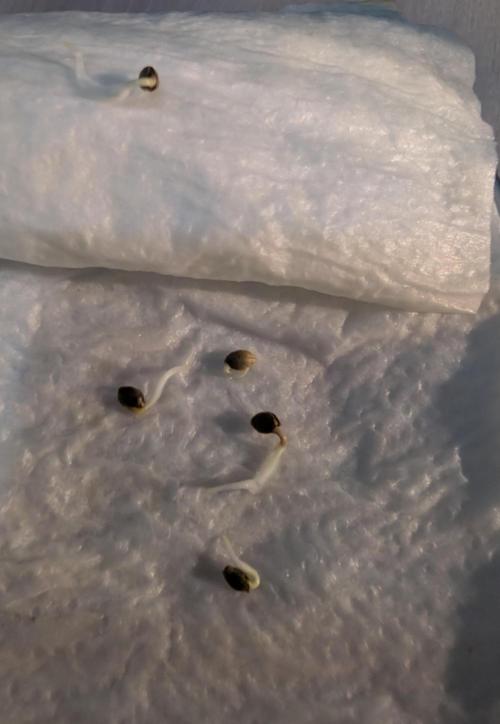 Lebanese (experimental grow). Week 0
