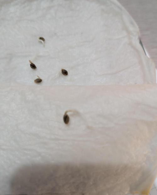 Lebanese (experimental grow). Week 0