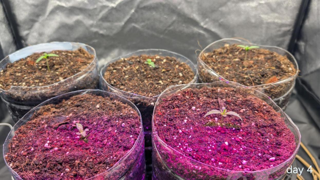 Lebanese (experimental grow). Week 1