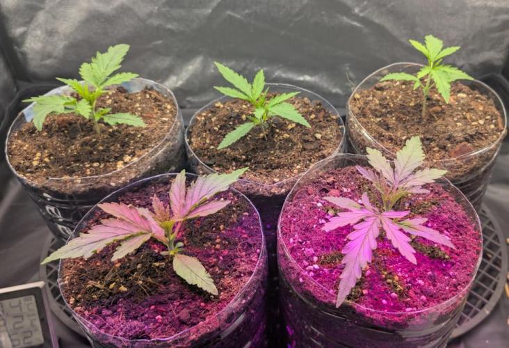 Lebanese (experimental grow). Week 2