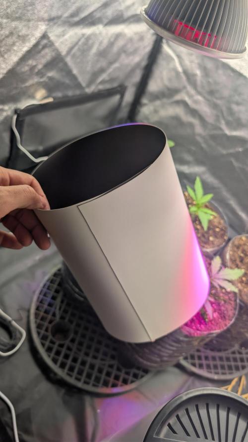 Lebanese (experimental grow). Week 2 - paper tubes for each pot