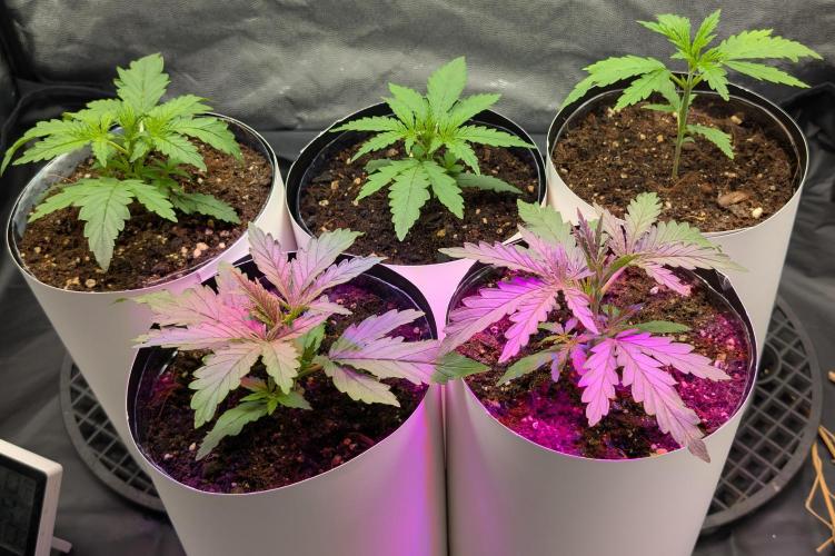 Lebanese (experimental grow). Week 2