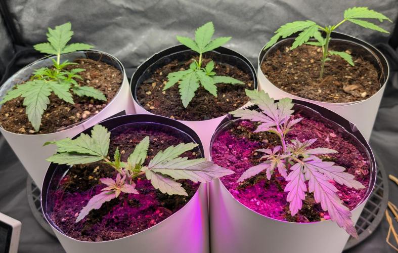 Lebanese (experimental grow). Week 2