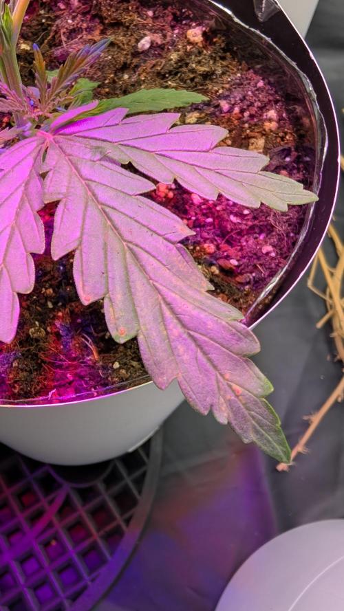 Lebanese (experimental grow). Week 2 - Leaf septoria or calcium deficiency