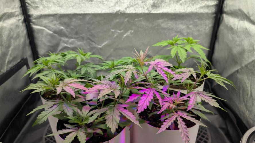 Lebanese (experimental grow). Week 3