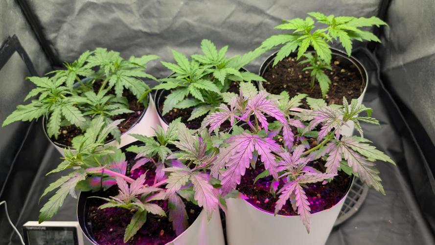 Lebanese (experimental grow). Week 3