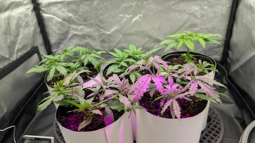 Lebanese (experimental grow). Week 3