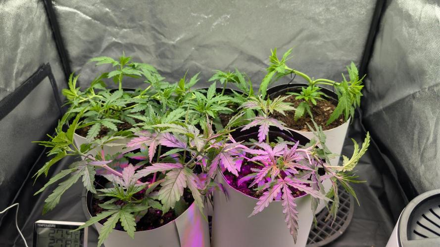 Lebanese (experimental grow). Week 3