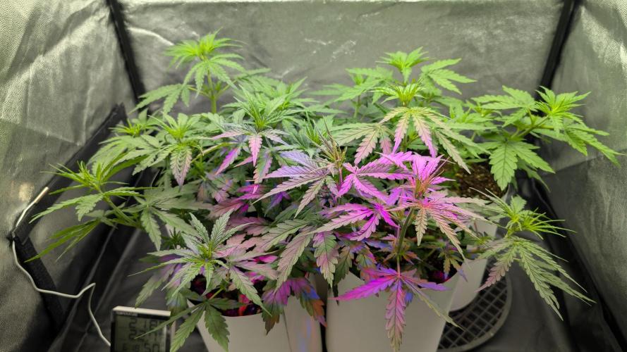 Lebanese (experimental grow). Week 3
