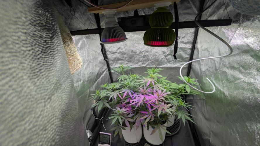 Lebanese (experimental grow). Week 4