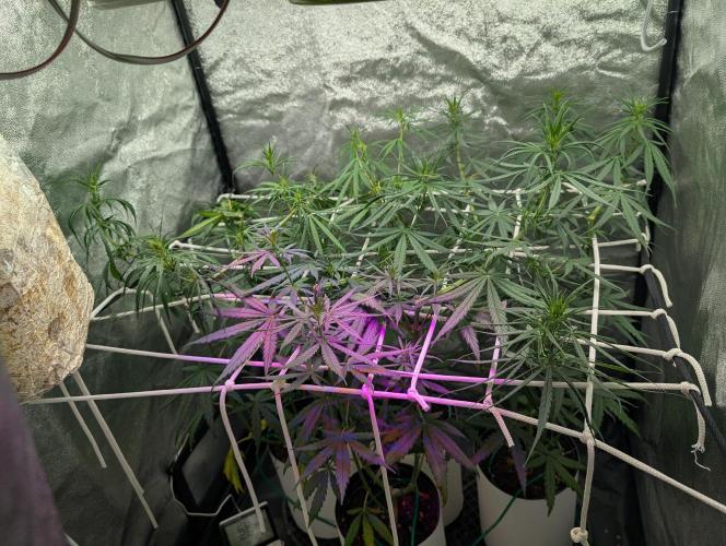 Mekhong (experimental grow). Week 7
