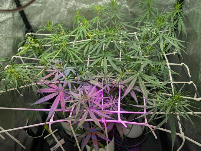 Mekhong (experimental grow). Week 7