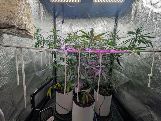 Mekhong (experimental grow). Week 7