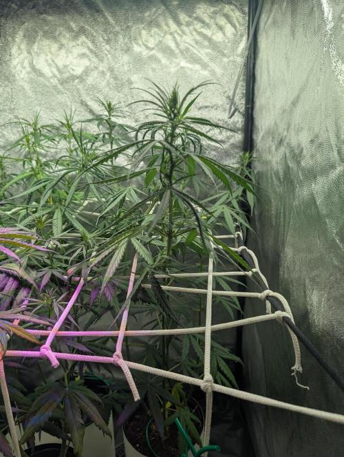 Mekhong (experimental grow). Week 7