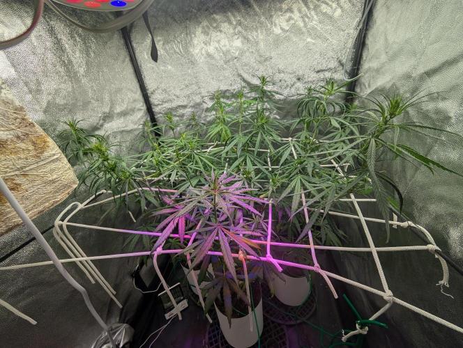 Mekhong (experimental grow). Week 7
