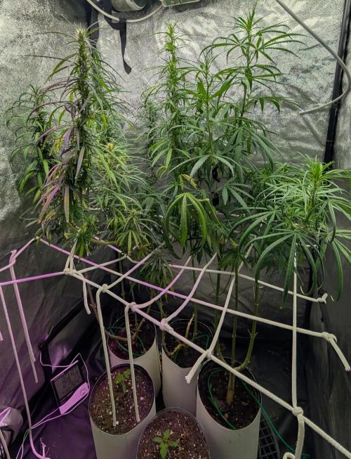 Mekhong (experimental grow). Week 11